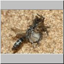 Pompilus cinereus - Wegwespe w54c mit Wolfsspinne - Sandgrube OS-Wallenhorst.jpg